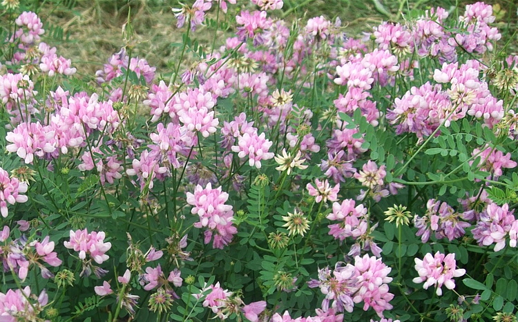 Cieciorka opak. 5 kg