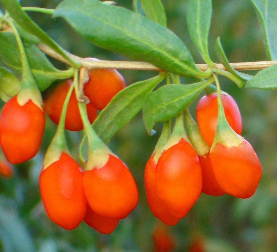 Jagody goji "KRAINA NATURY" 100 g