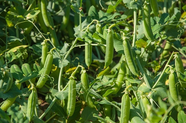 Groch obłuskany połówki 500 g