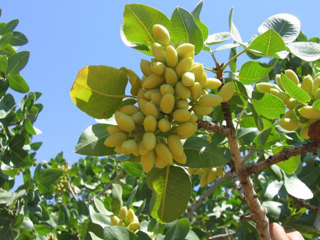 Pistacje prażone 100 g