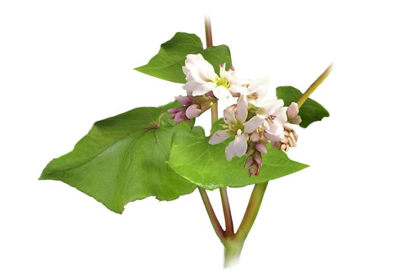 Kasza gryczana palona 500 g